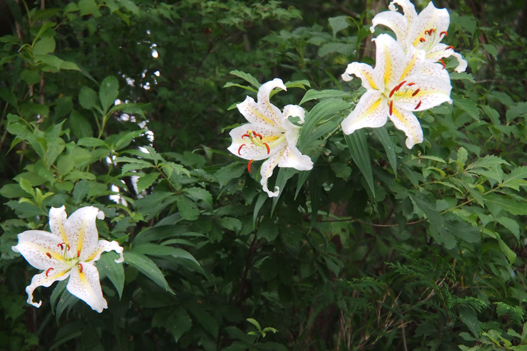 谷戸山公園はちょうどヤマユリが満開。神奈川県の県花であるヤマユリは減ったとはいえ、まだまだあちこちで見ることが出見ます。ずっと残したいですね。